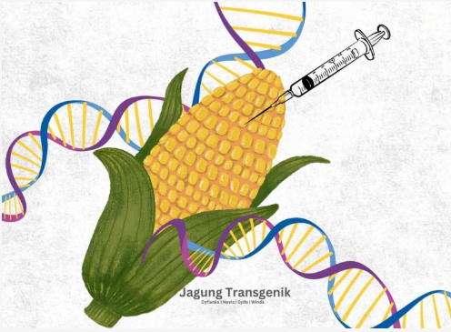 Ilustrasi Jagung Transgenik